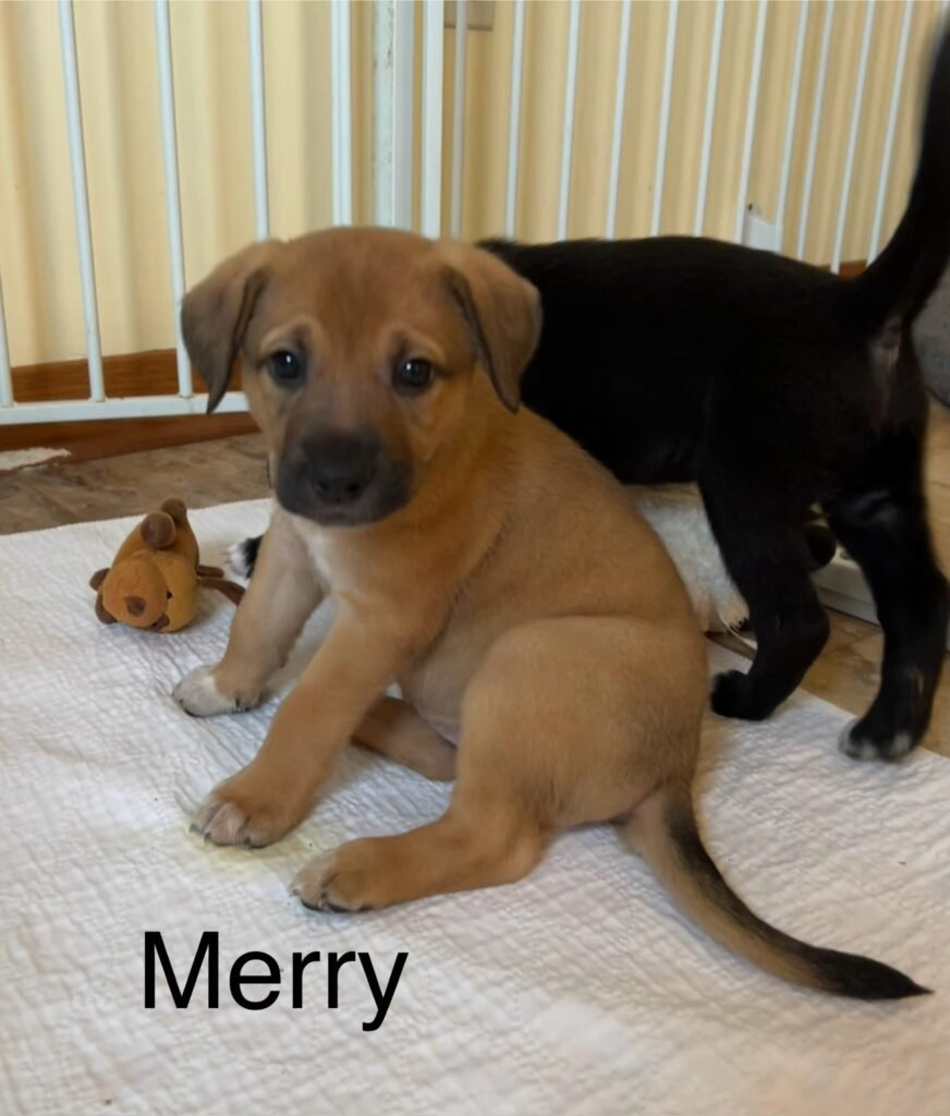 3rd Fosterversary Puppy Update! - GuraLife