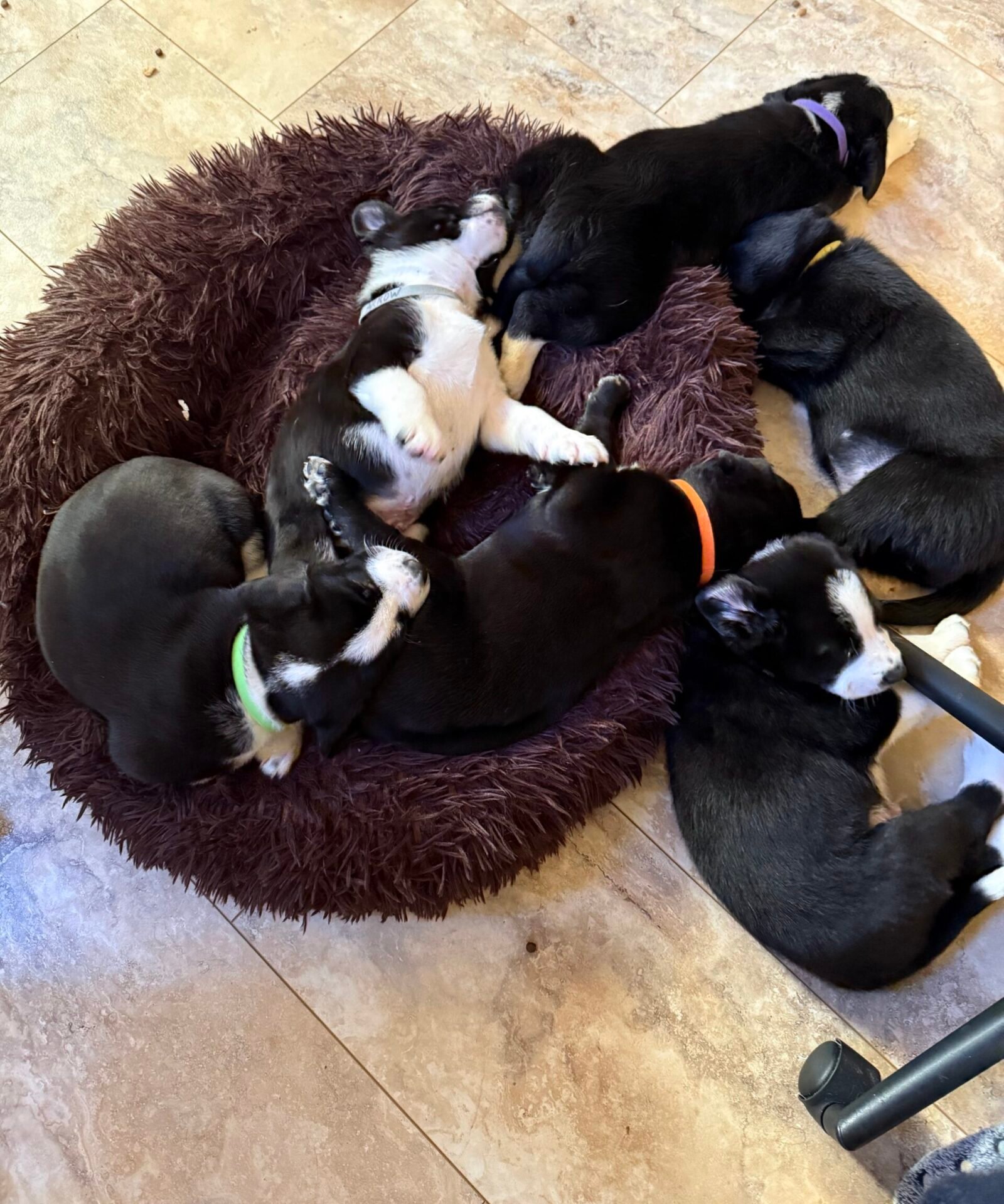 Valentino, Cupid, Candy, Arrow, Rose and Angel